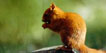 Fauna