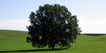 Alberi
